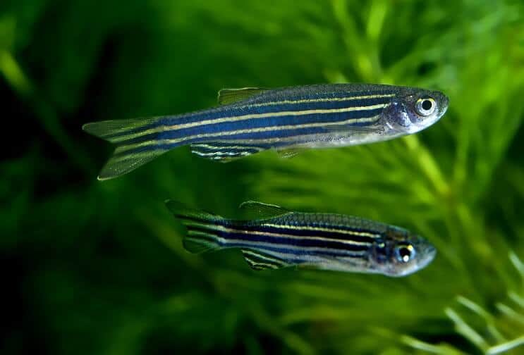 Zebra Danios simning