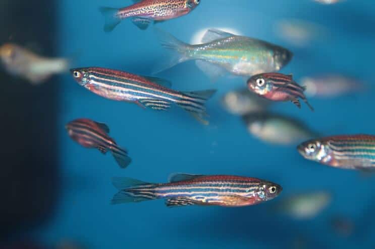 Zebra Danio Tank Mates