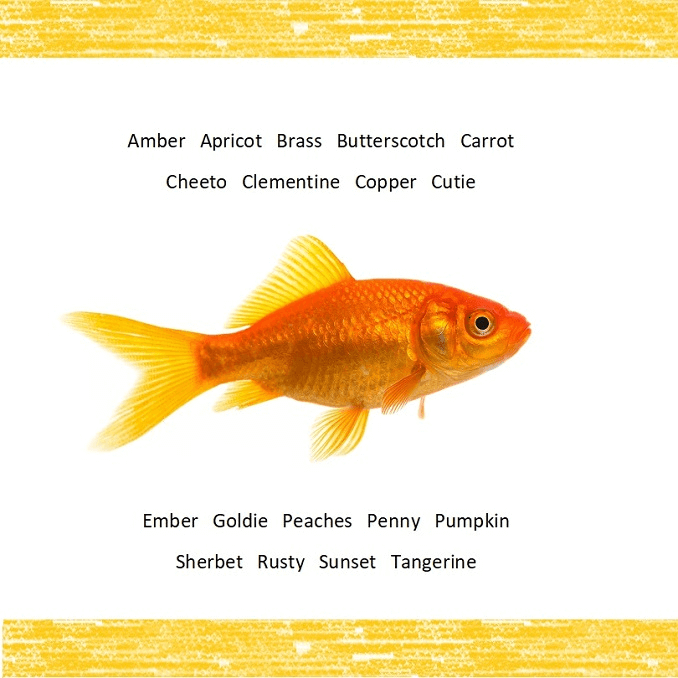 Orange fisknamn