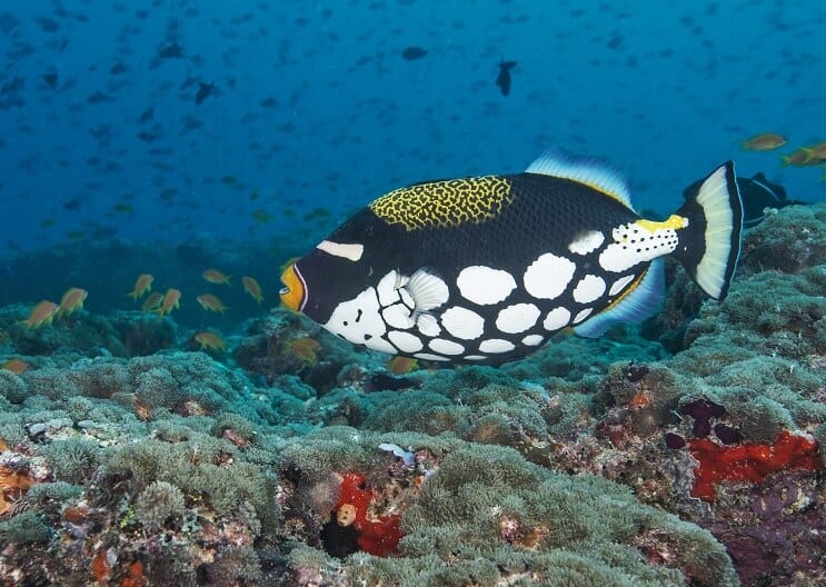 Clown Triggerfish