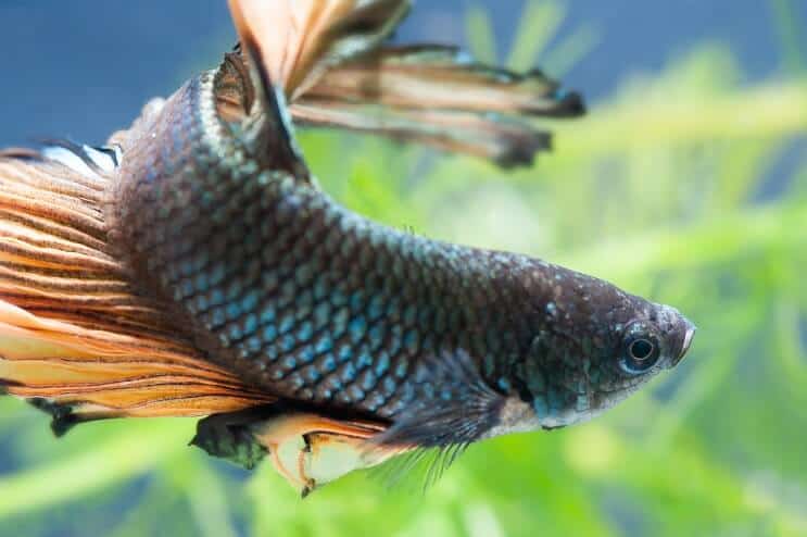 Kvinnlig Betta Fish