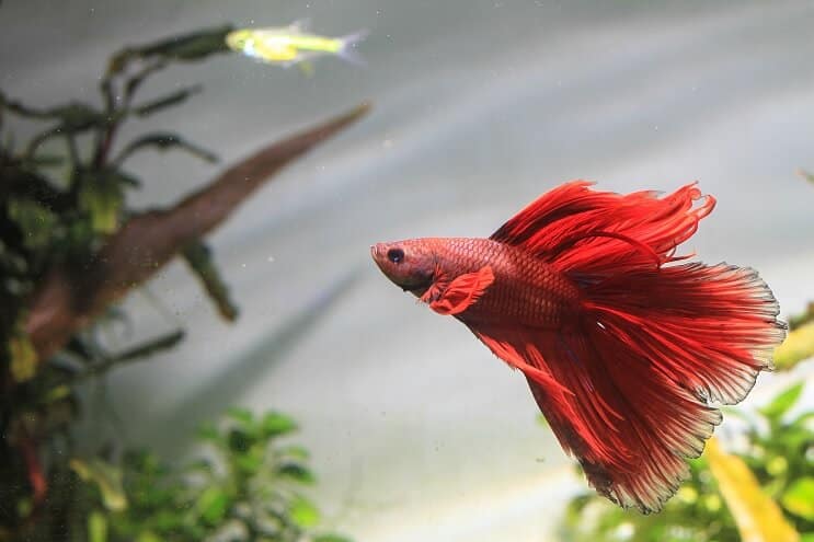 Betta Fish simning