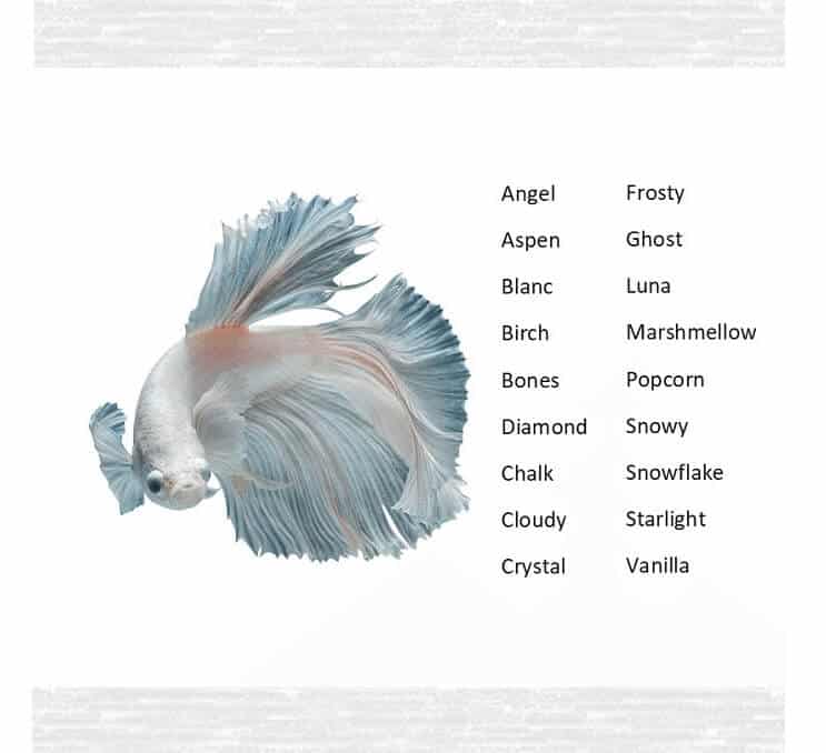 Betta Fish Namn