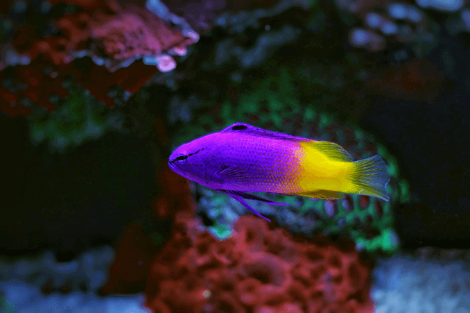 Royal Gramma Kvinna