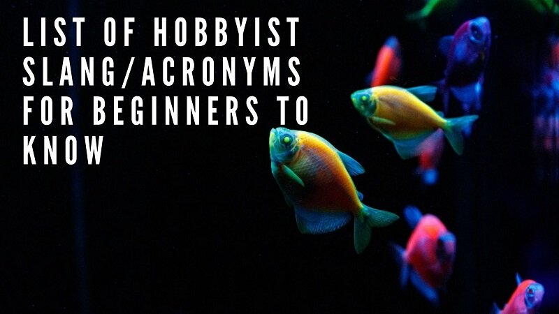 lista över hobbyist slang_acronyms för nybörjare att veta