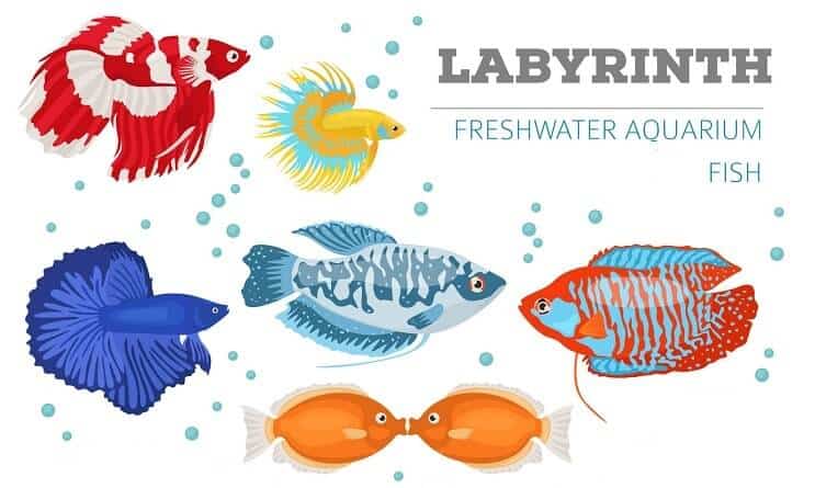 Labyrintfisk