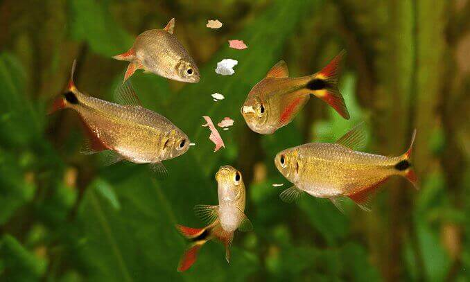 Matar fisk