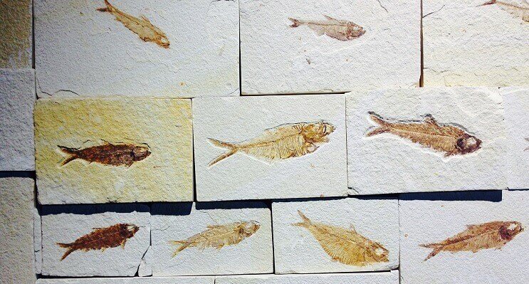 Fiskfossiler