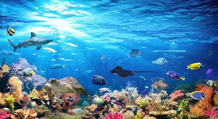 Olika Sealife