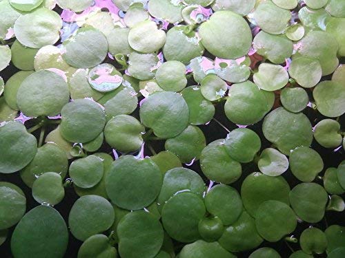 SoShrimp 20+ växter Amazon Frogbit - Levande sötvattenakvarium flytande växt