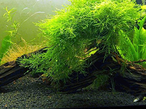 Aquatic Arts Java Moss (Large 25 Square Inch Portion) Sötvattenakvarium | Java Moss Live Plant för akvarium | Aquarium Plants Live | Parar bra med Marimo Moss Balls i Planted Aquarium