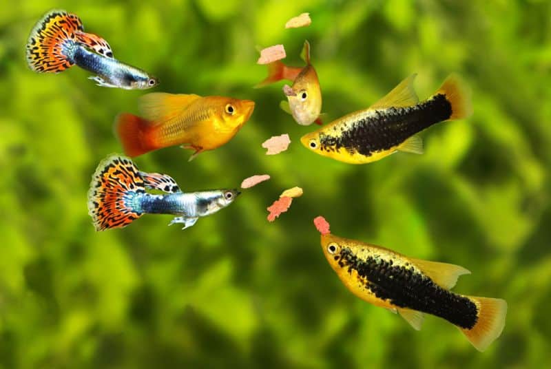 Kan Guppies And Platies krossa?