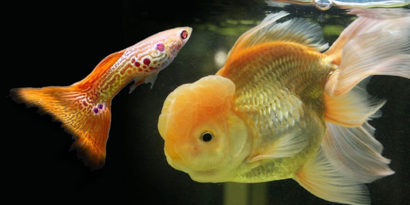kan guppies äta guldfiskmat?
