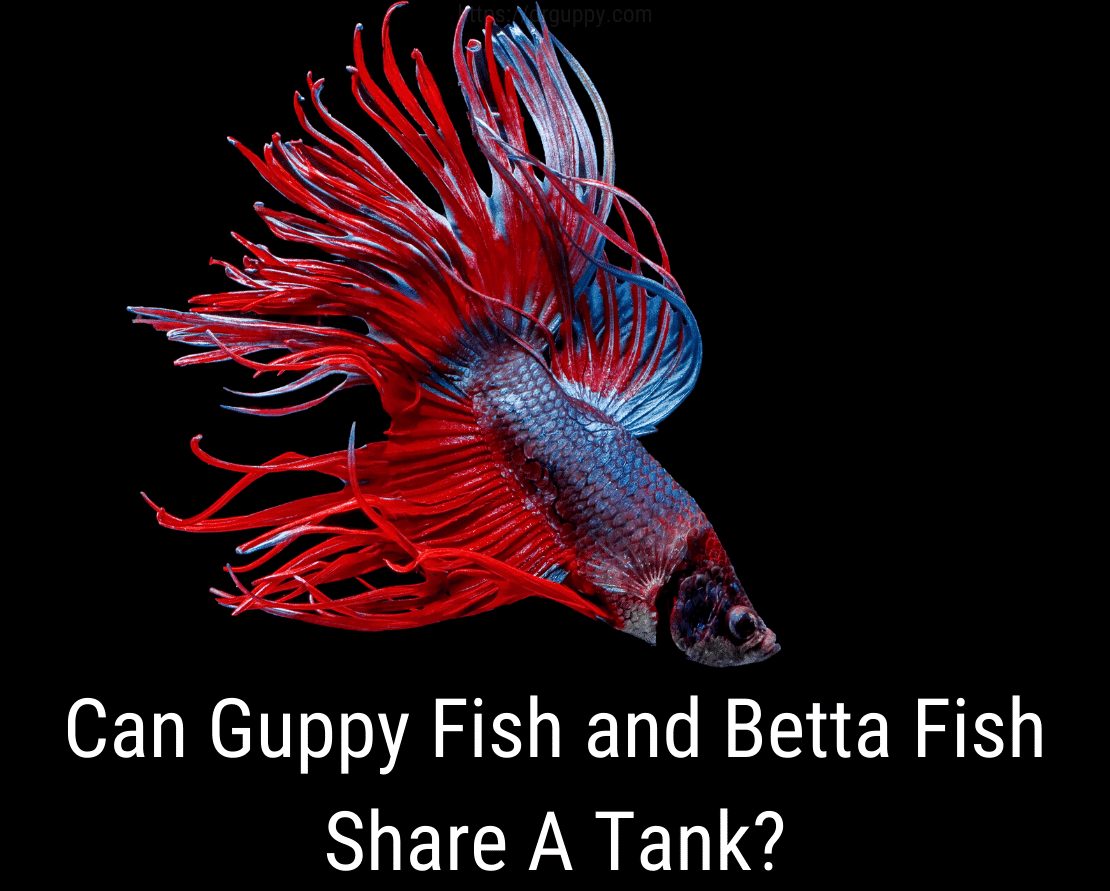 Kan Guppy Fish och Betta Fish dela en tank?