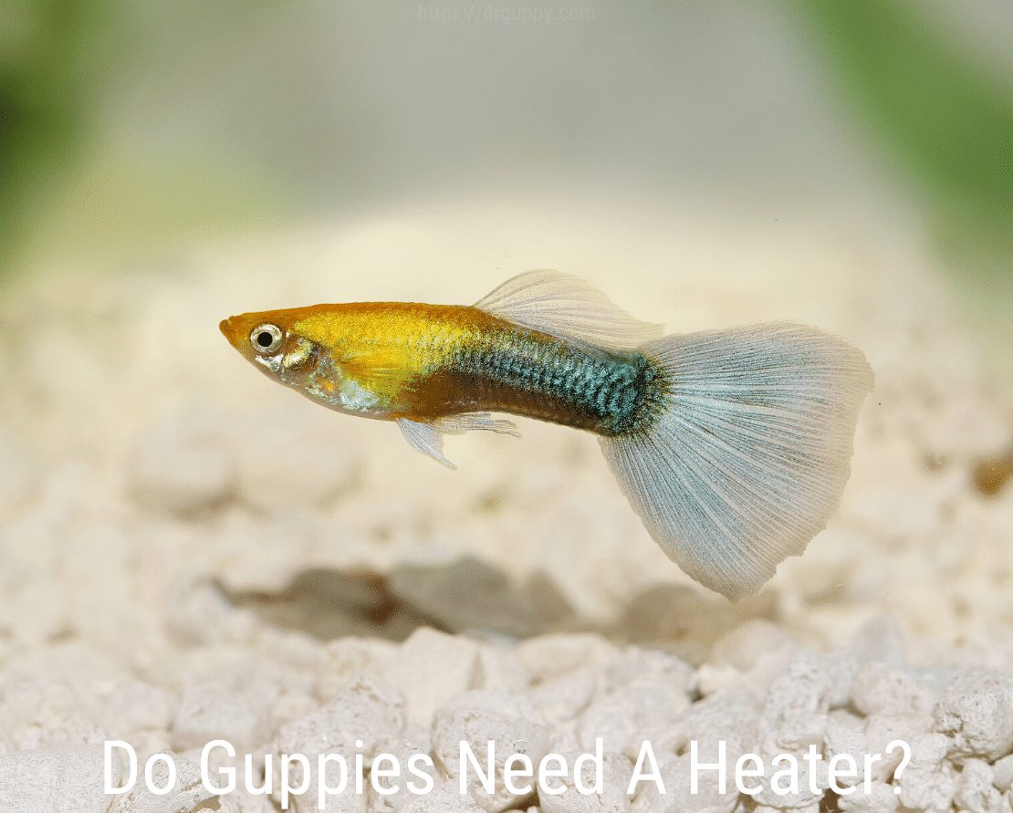 Behöver Guppies en värmare?
