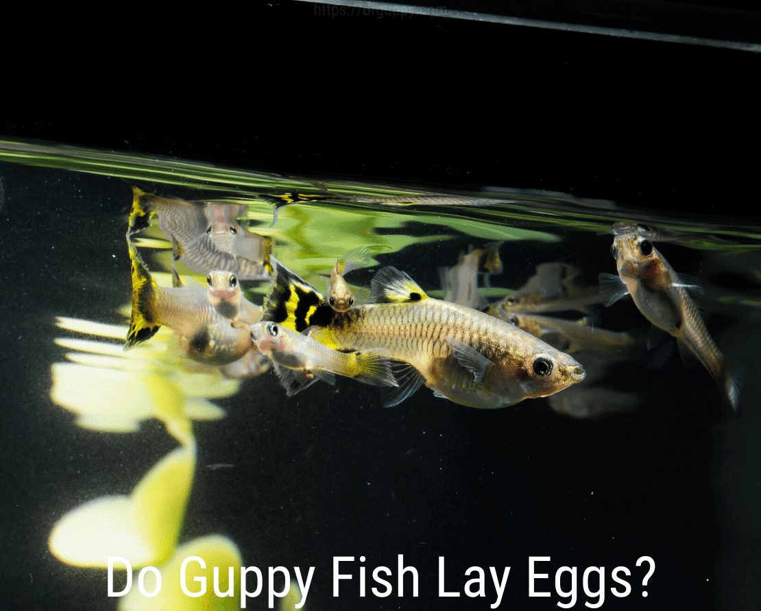 Lägger Guppy Fish ägg?