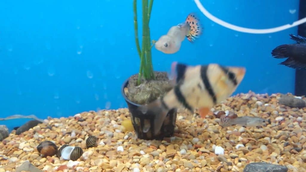 Guppy Bent Ryggrad - Skolios och tuberkulos