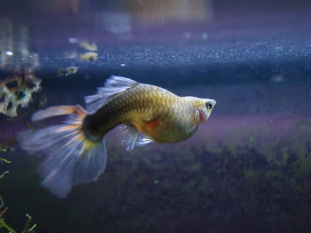Guppy Fish Dropsy - Orsaker och möjlig behandling