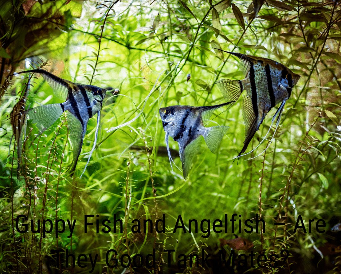 Guppy Fish and Angelfish - Are They Good Tank Mates?