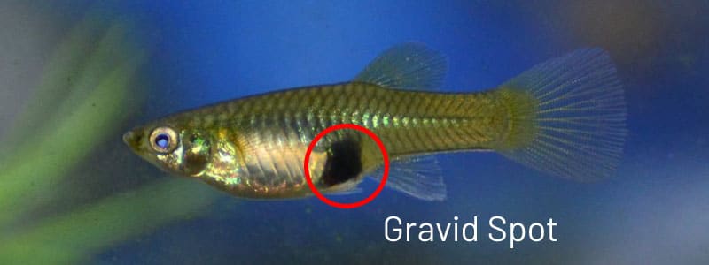 Kvinnlig guppy gravid fläck.
