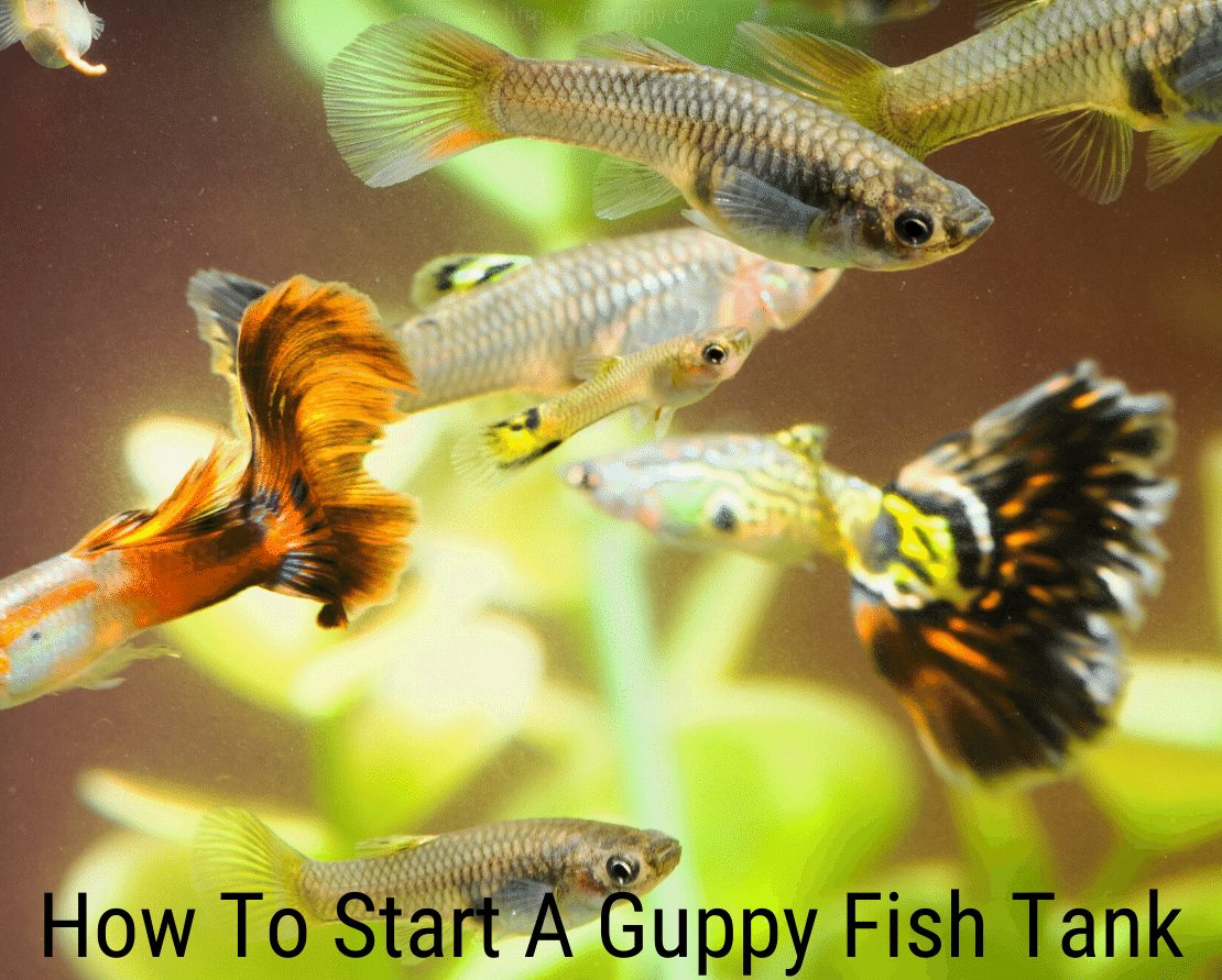 Hur man startar en guppy akvarium?