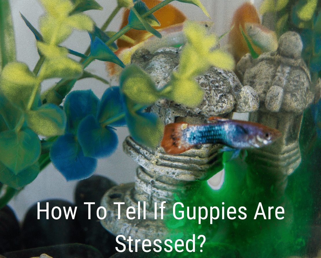 Hur man vet om guppies är stressade