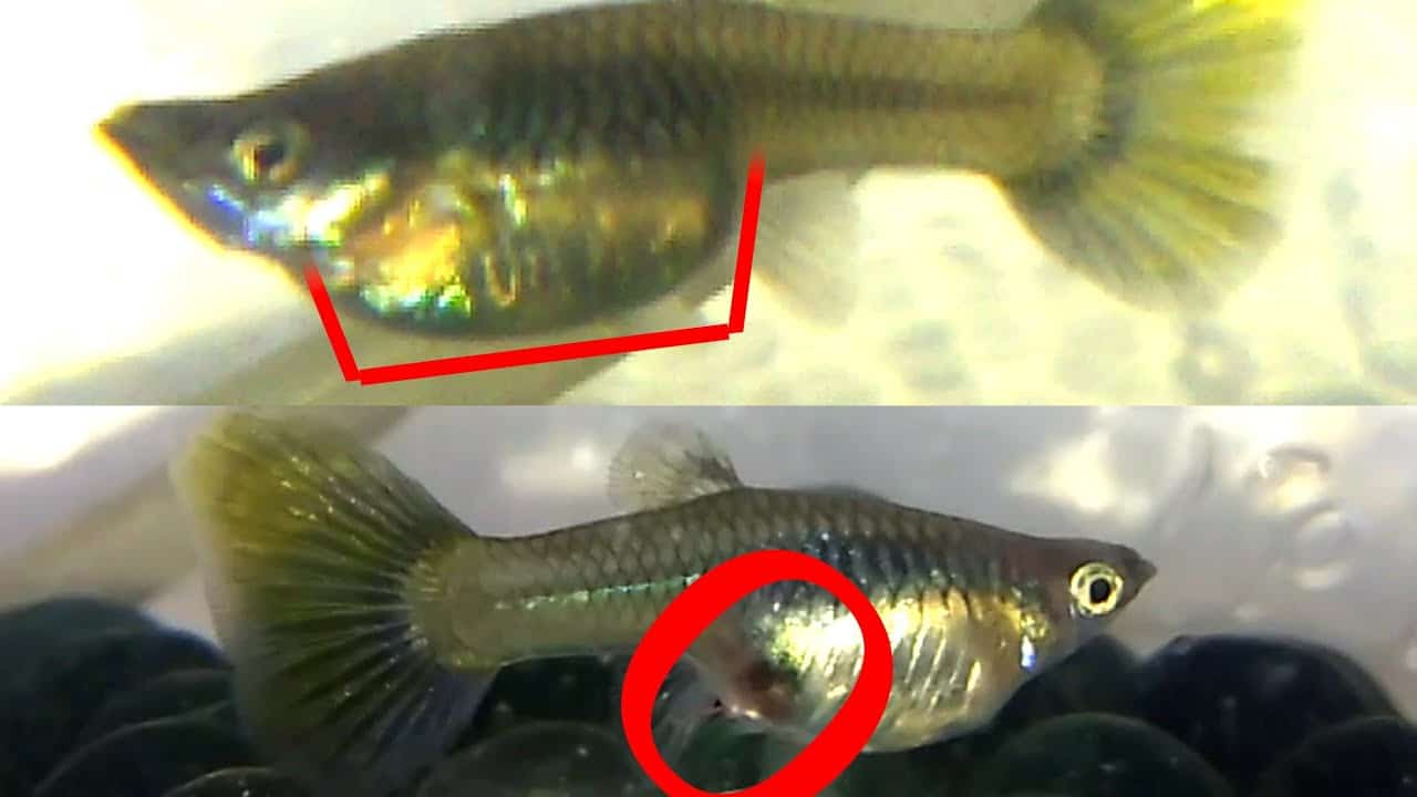 Hur man säger om guppy är gravid