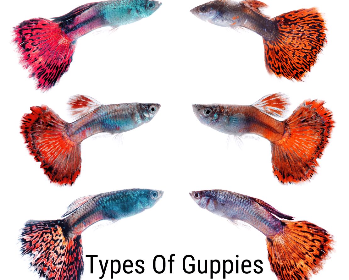 Guppy typer: Allt du behöver veta