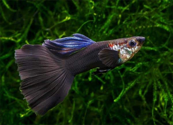 Svart guppy.