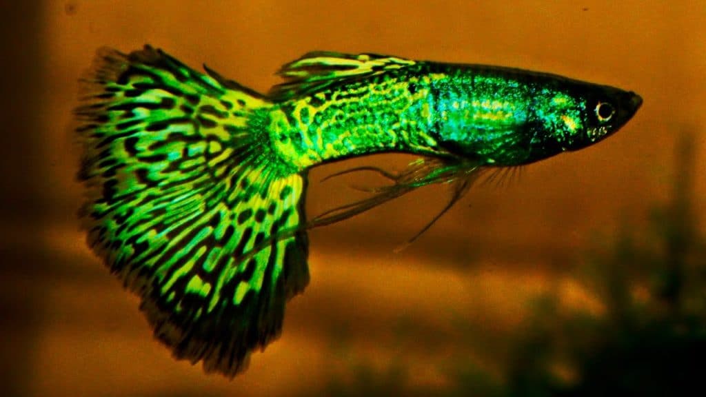 Grön Metalhead Cobra Guppy