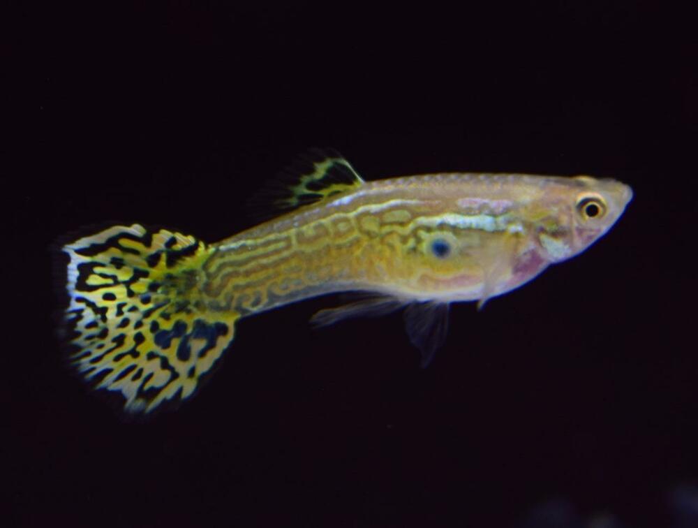 Grön Cobra Guppy.