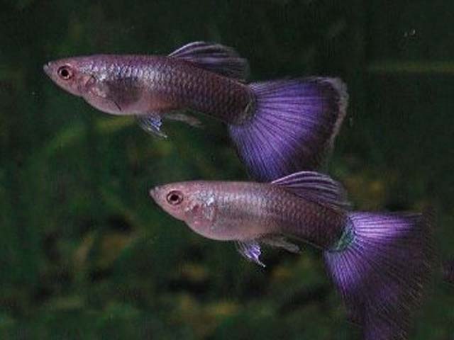 Lila guppies.