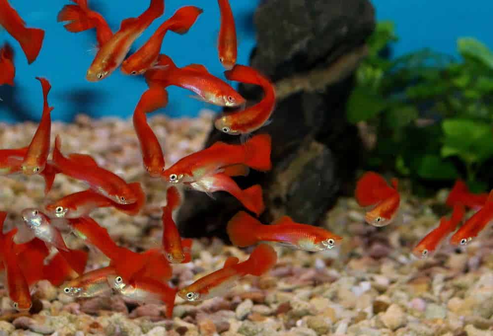 Blond röd guppy