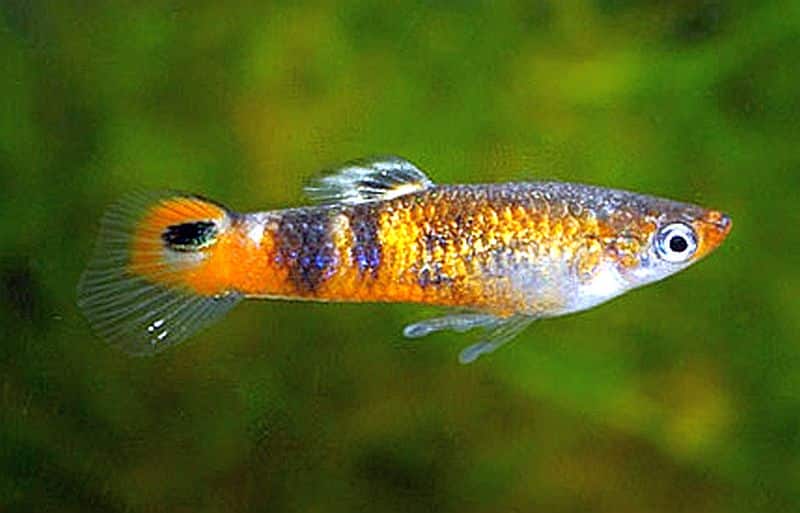 Orange guppy.