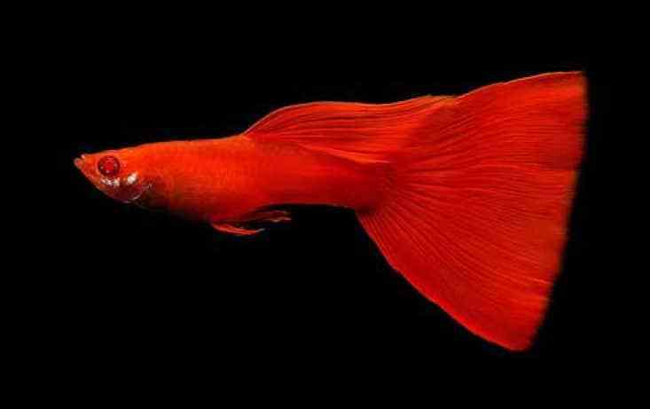 Full röd albino guppy.