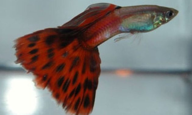 Röd tvåfärgad Guppy