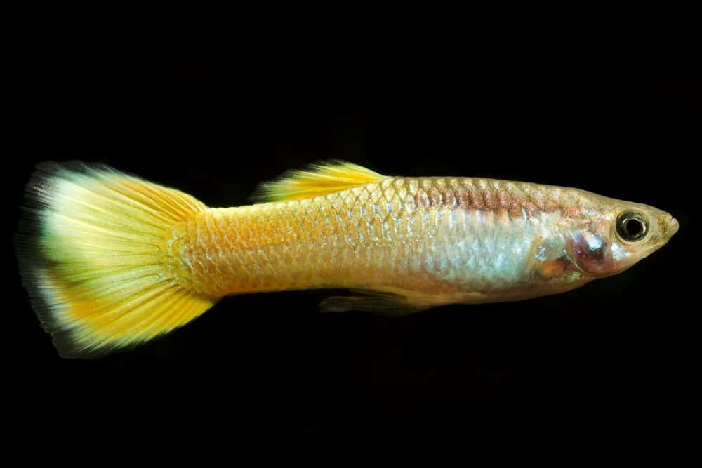 Gul guppy.