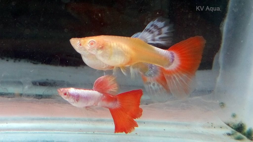 Red Tail Albino Guppy