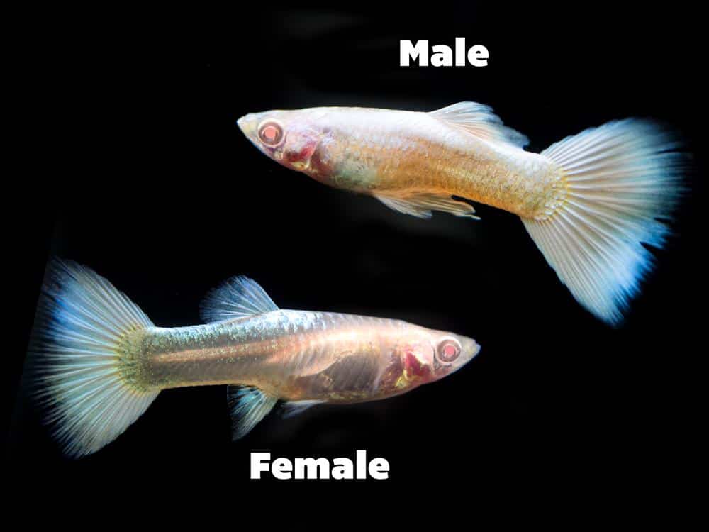 Platina Albino Guppy.
