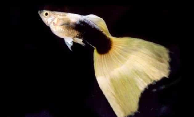 Halvsvart gul guppy