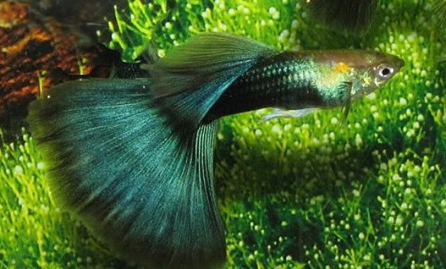 Halvsvart grön guppy.