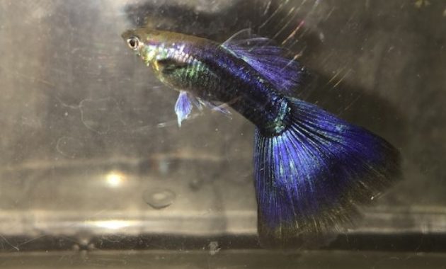 Halvsvart lila guppy