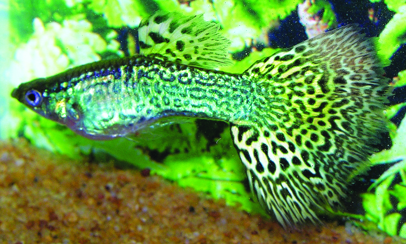 Grön Cobra Guppy.