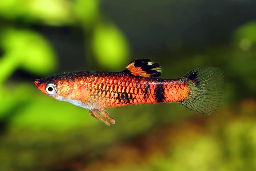 Röd guppy.