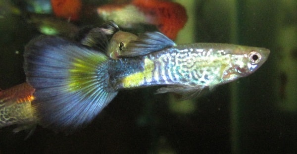 Blå Cobra Guppy