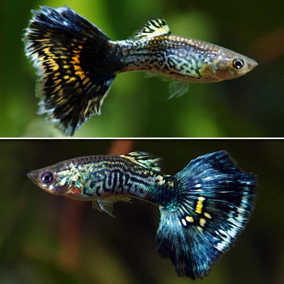Blå cobra guppies.