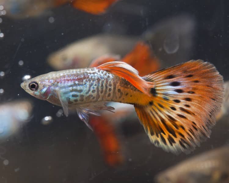 Manlig röd cobra guppy.