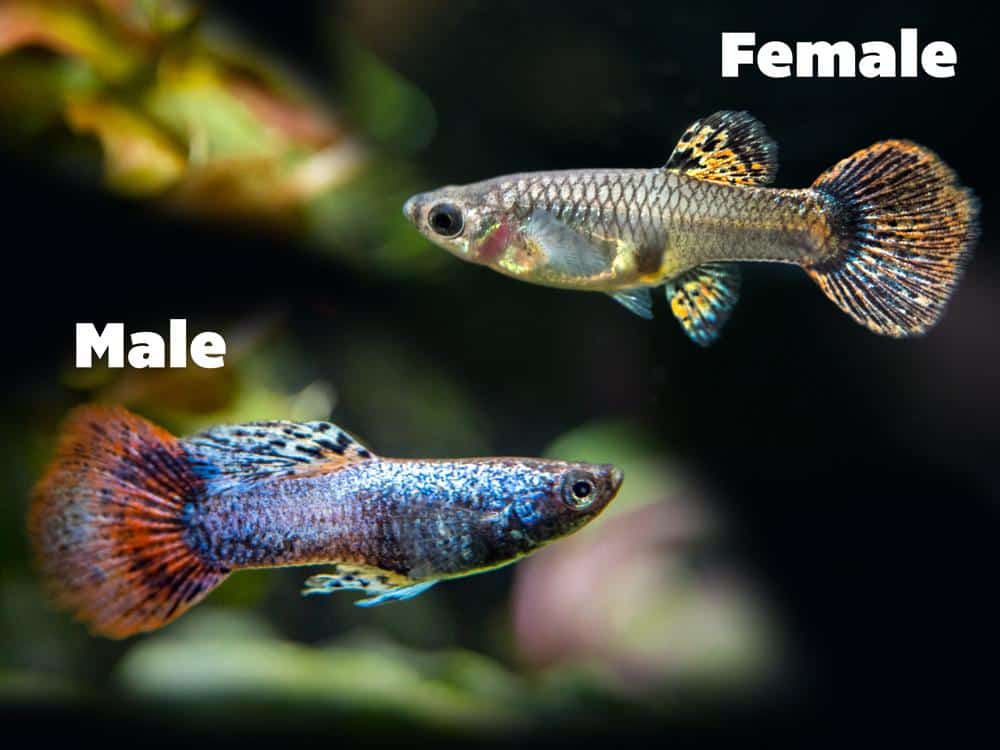 Magenta guppies för kvinnor och män.