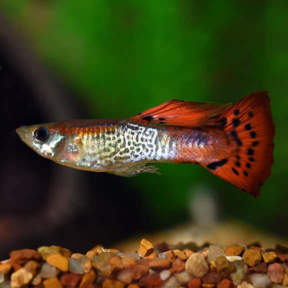 Röd kobra guppy.