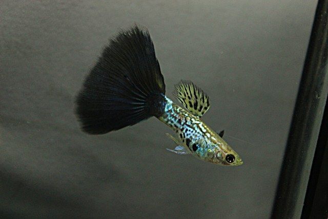 Svart Cobra Guppy.